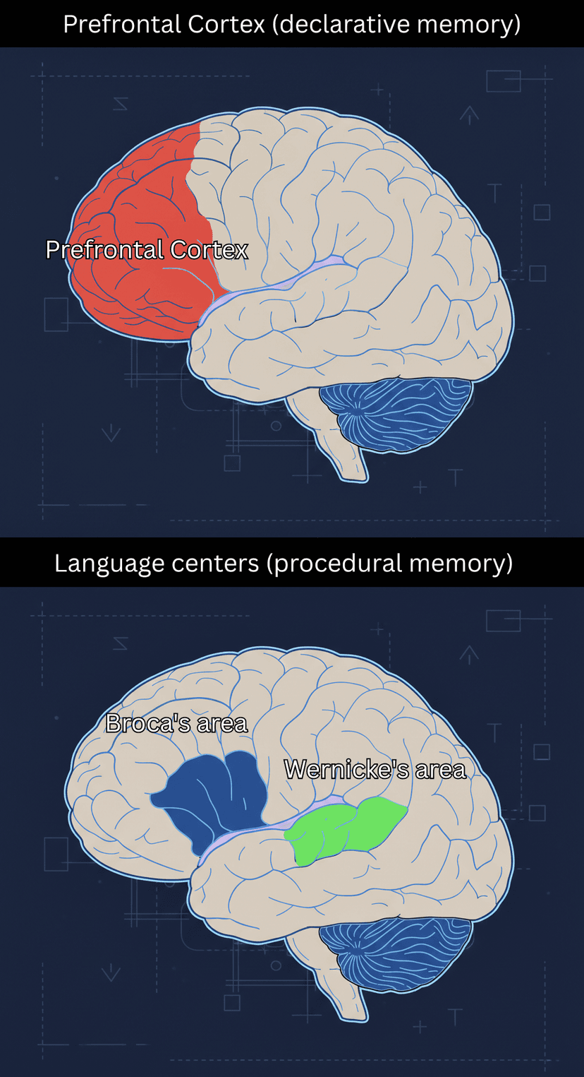 Brain areas visualization